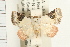  (Eublemma ecthaemata - USNM ENT 00192478)  @14 [ ] CreativeCommons - Attribution (2009) Unspecified Centre for Biodiversity Genomics