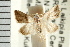  ( - USNM ENT 00193093)  @13 [ ] CreativeCommons - Attribution (2009) Unspecified Centre for Biodiversity Genomics