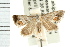  ( - USNM ENT 00193548)  @13 [ ] CreativeCommons - Attribution (2009) Unspecified Centre for Biodiversity Genomics