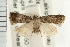  ( - USNM ENT 00193635)  @14 [ ] CreativeCommons - Attribution (2009) Unspecified Centre for Biodiversity Genomics