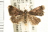  ( - USNM ENT 00193641)  @14 [ ] CreativeCommons - Attribution (2009) Unspecified Centre for Biodiversity Genomics