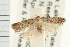  (Micronola sp - USNM ENT 00193683)  @11 [ ] CreativeCommons - Attribution (2009) Unspecified Centre for Biodiversity Genomics