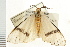  ( - USNM ENT 00193776)  @11 [ ] CreativeCommons - Attribution (2009) Unspecified Centre for Biodiversity Genomics