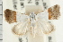  ( - USNM ENT 00194378)  @11 [ ] CreativeCommons - Attribution (2009) Unspecified Centre for Biodiversity Genomics