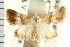  ( - USNM ENT 00194379)  @11 [ ] CreativeCommons - Attribution (2009) Unspecified Centre for Biodiversity Genomics