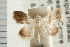  ( - USNM ENT 00194388)  @11 [ ] CreativeCommons - Attribution (2009) Unspecified Centre for Biodiversity Genomics