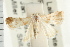  ( - USNM ENT 00194389)  @11 [ ] CreativeCommons - Attribution (2009) Unspecified Centre for Biodiversity Genomics