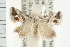  ( - USNM ENT 00194775)  @13 [ ] CreativeCommons - Attribution (2009) Unspecified Centre for Biodiversity Genomics