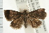 ( - USNM ENT 00194776)  @14 [ ] CreativeCommons - Attribution (2009) Unspecified Centre for Biodiversity Genomics