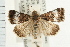  ( - USNM ENT 00194797)  @13 [ ] CreativeCommons - Attribution (2009) Unspecified Centre for Biodiversity Genomics