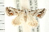  (Eublemma ornatula - USNM ENT 00194929)  @14 [ ] CreativeCommons - Attribution (2009) Unspecified Centre for Biodiversity Genomics