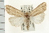  ( - USNM ENT 00195163)  @13 [ ] CreativeCommons - Attribution (2009) Unspecified Centre for Biodiversity Genomics