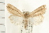  ( - USNM ENT 00195164)  @14 [ ] CreativeCommons - Attribution (2009) Unspecified Centre for Biodiversity Genomics