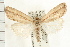  (Mythimna hamata - USNM ENT 00195170)  @14 [ ] CreativeCommons - Attribution (2009) Unspecified Centre for Biodiversity Genomics