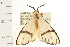  ( - USNM ENT 00195440)  @12 [ ] CreativeCommons - Attribution (2009) Unspecified Centre for Biodiversity Genomics