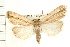  ( - USNM ENT 00195470)  @13 [ ] CreativeCommons - Attribution (2009) Unspecified Centre for Biodiversity Genomics