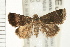  ( - USNM ENT 00678776)  @11 [ ] CreativeCommons - Attribution (2009) Unspecified Centre for Biodiversity Genomics
