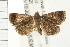  ( - USNM ENT 00678778)  @14 [ ] CreativeCommons - Attribution (2009) Unspecified Centre for Biodiversity Genomics