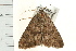  ( - USNM ENT 00678796)  @13 [ ] CreativeCommons - Attribution (2009) Unspecified Centre for Biodiversity Genomics