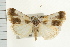  (Acontia natalis - USNM ENT 00678797)  @14 [ ] CreativeCommons - Attribution (2009) Unspecified Centre for Biodiversity Genomics