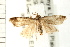  ( - USNM ENT 00678810)  @13 [ ] CreativeCommons - Attribution (2009) Unspecified Centre for Biodiversity Genomics