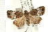  (Eustrotia decissima - USNM ENT 00678820)  @14 [ ] CreativeCommons - Attribution (2009) Unspecified Centre for Biodiversity Genomics
