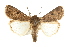  (Spodoptera triturata - USNM ENT 00678833)  @15 [ ] CreativeCommons - Attribution (2009) Unspecified Centre for Biodiversity Genomics
