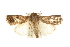  ( - USNM ENT 00678832)  @13 [ ] CreativeCommons - Attribution (2009) Unspecified Centre for Biodiversity Genomics