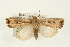  (Mythimna atrinota - USNM ENT 00678879)  @14 [ ] CreativeCommons - Attribution (2009) Unspecified Centre for Biodiversity Genomics