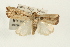  ( - USNM ENT 00678880)  @14 [ ] CreativeCommons - Attribution (2009) Unspecified Centre for Biodiversity Genomics