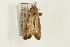  ( - USNM ENT 00678883)  @13 [ ] CreativeCommons - Attribution (2009) Unspecified Centre for Biodiversity Genomics