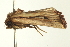  ( - USNM ENT 00678877)  @12 [ ] CreativeCommons - Attribution (2009) Unspecified Centre for Biodiversity Genomics