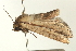  (Mythimna tacuna - USNM ENT 00678876)  @13 [ ] CreativeCommons - Attribution (2009) Unspecified Centre for Biodiversity Genomics