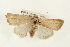  ( - USNM ENT 00678893)  @14 [ ] CreativeCommons - Attribution (2009) Unspecified Centre for Biodiversity Genomics