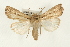  (Mythimna curvula - USNM ENT 00678890)  @14 [ ] CreativeCommons - Attribution (2009) Unspecified Centre for Biodiversity Genomics