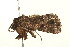  ( - USNM ENT 00678917)  @12 [ ] CreativeCommons - Attribution (2009) Unspecified Centre for Biodiversity Genomics