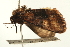  (Oediplexia - USNM ENT 00678922)  @13 [ ] CreativeCommons - Attribution (2009) Unspecified Centre for Biodiversity Genomics