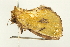  (Ectolopha viridescens - USNM ENT 00678934)  @14 [ ] CreativeCommons - Attribution (2009) Unspecified Centre for Biodiversity Genomics