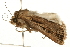  ( - USNM ENT 00719071)  @12 [ ] CreativeCommons - Attribution (2010) Unspecified Centre for Biodiversity Genomics