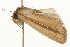  ( - USNM ENT 00719074)  @12 [ ] CreativeCommons - Attribution (2010) Unspecified Centre for Biodiversity Genomics