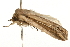  (Mythimna panarista - USNM ENT 00719081)  @13 [ ] CreativeCommons - Attribution (2010) Unspecified Centre for Biodiversity Genomics