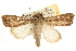  (Mythimna phaea - USNM ENT 00719084)  @15 [ ] CreativeCommons - Attribution (2010) Unspecified Centre for Biodiversity Genomics