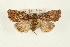  (Hypoperigea medionota - USNM ENT 00678952)  @14 [ ] CreativeCommons - Attribution (2009) Unspecified Centre for Biodiversity Genomics