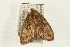  ( - USNM ENT 00678956)  @12 [ ] CreativeCommons - Attribution (2009) Unspecified Centre for Biodiversity Genomics
