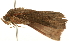  ( - USNM ENT 00719104)  @12 [ ] CreativeCommons - Attribution (2010) Unspecified Centre for Biodiversity Genomics