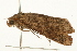  ( - USNM ENT 00719105)  @12 [ ] CreativeCommons - Attribution (2010) Unspecified Centre for Biodiversity Genomics