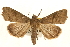  ( - USNM ENT 00719107)  @14 [ ] CreativeCommons - Attribution (2010) Unspecified Centre for Biodiversity Genomics