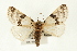  (Euterpiodes - USNM ENT 00678990)  @15 [ ] CreativeCommons - Attribution (2009) Unspecified Centre for Biodiversity Genomics