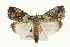  (Blenina squamifara - USNM ENT 00678982)  @13 [ ] CreativeCommons - Attribution (2009) Unspecified Centre for Biodiversity Genomics