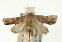  ( - USNM ENT 00195079)  @14 [ ] CreativeCommons - Attribution (2009) Unspecified Centre for Biodiversity Genomics